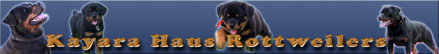 Kayara Haus Rottweilers