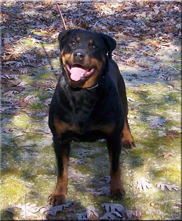 Goldmoor's Bea
