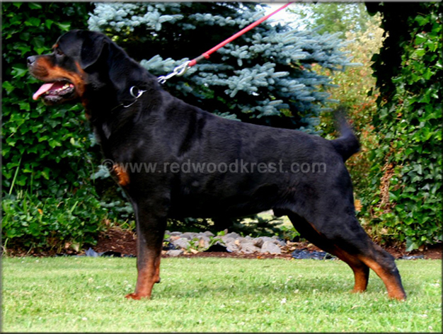 Redwood Krest Iago, rottweiler puppies