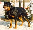 BENNO