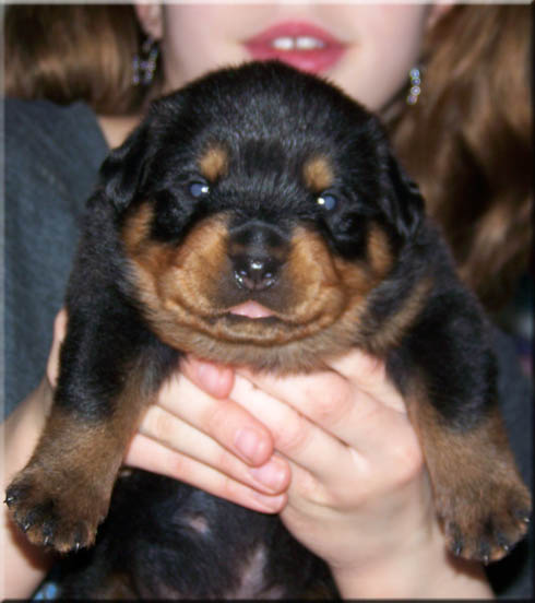 rottweiler puppy, rottweiler puppies