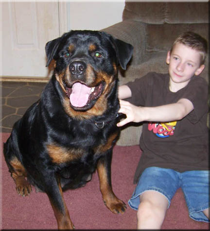 rottweiler puppies