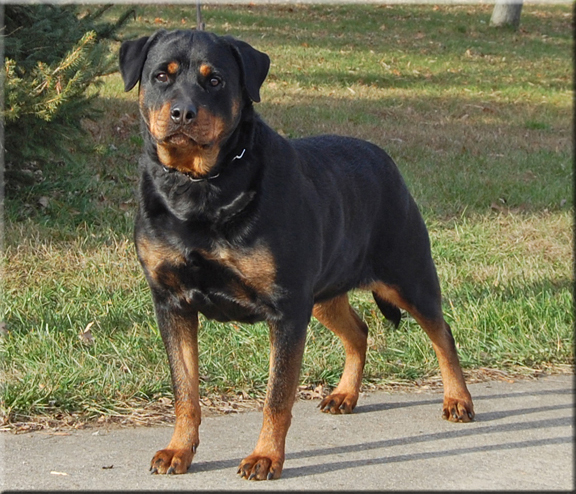 german rottweiler puppies