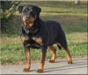 Gina vom Schwaiger Schloss, rottweiler puppies