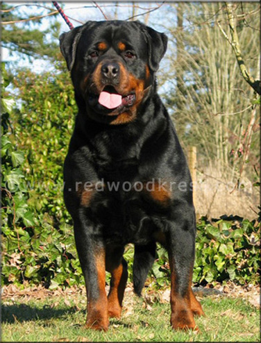 Redwood Krest's Iago, rottweiler puppies