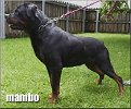 MAMBO