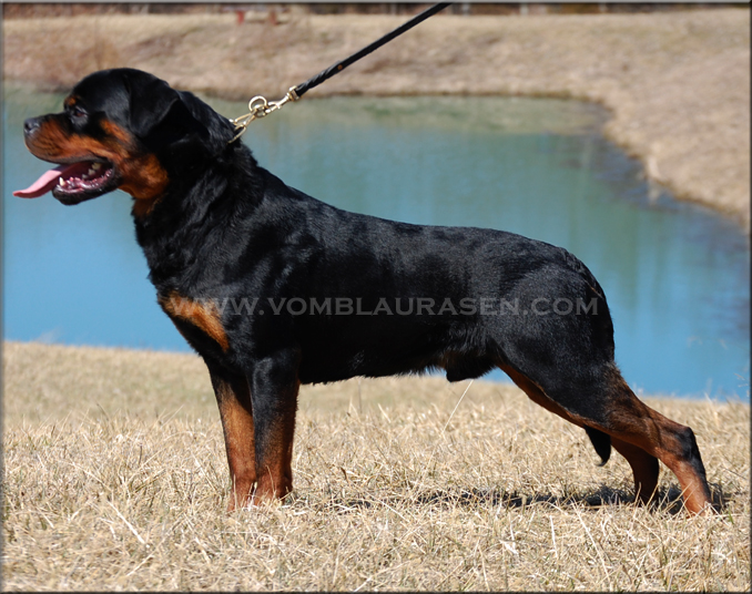 ROTTWEILER PUPPIES