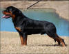ROTTWEILER PUPPIES
