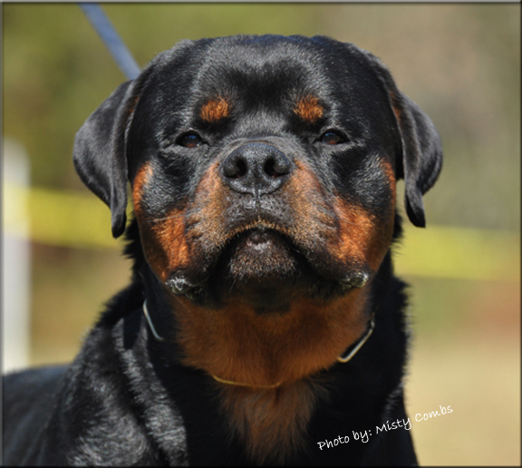 ROTTWEILER PUPPIES
