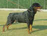 NORIS