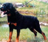 WILLI
